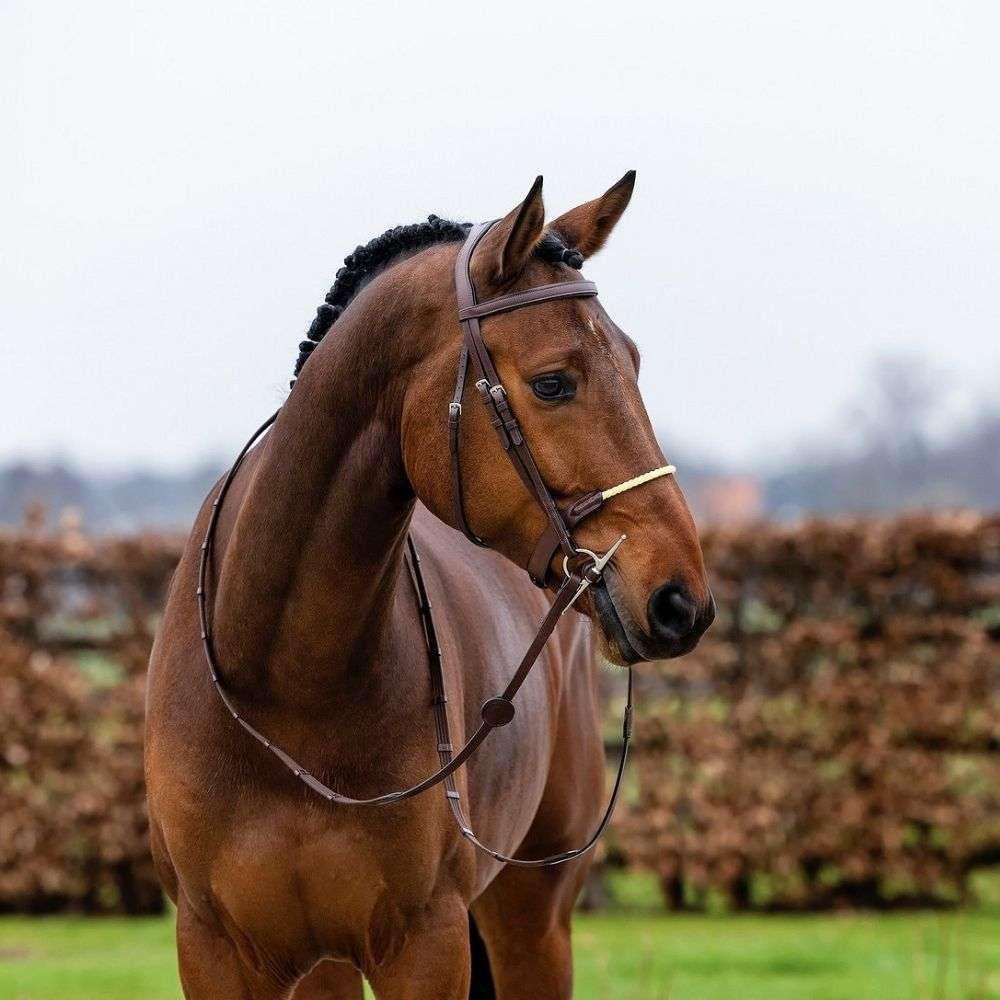 trust st gallen rope noseband bridle