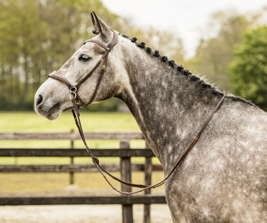 A gray dapple horse in profile wearing a brown leather bridle and reins, standing in an outdoor paddock with a wooden fence and blurred trees in the background.