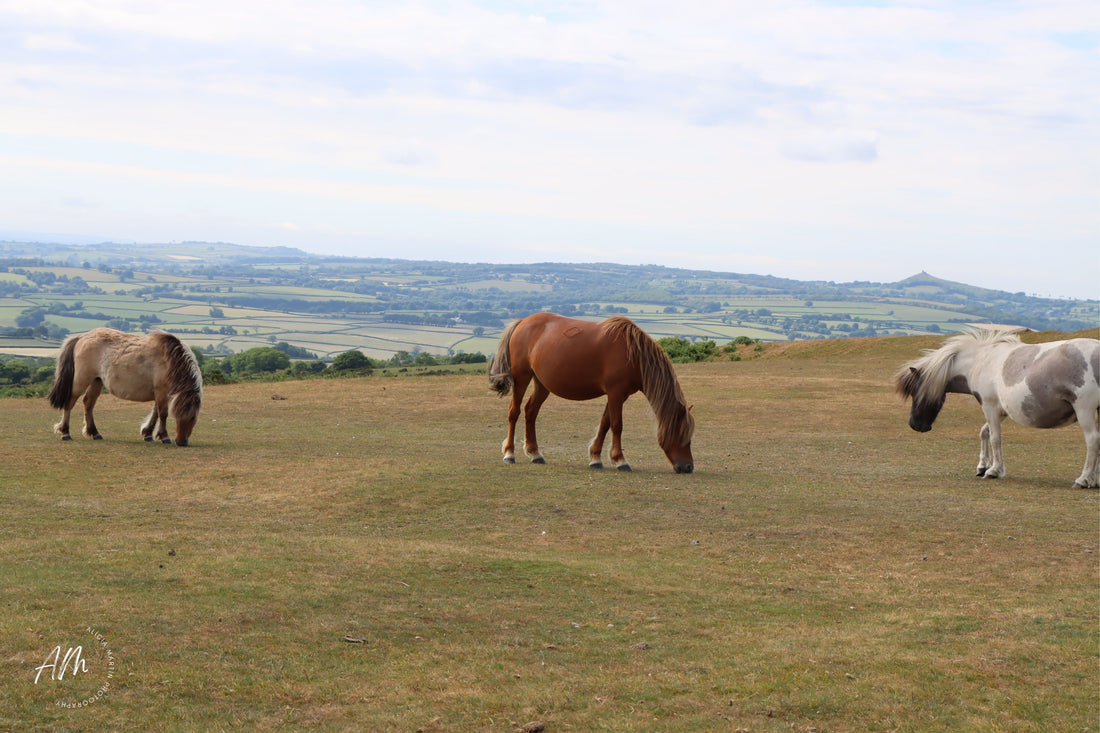 Equines Around the World: Exploring the Wild Horse & Pony Colonies across the Globe
