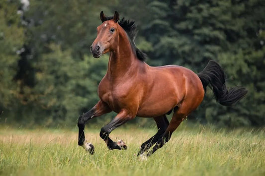 Interpreting Equine Body Language: A Beginner’s Guide for Enthusiasts