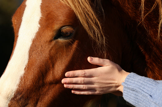 Exploring Alternative Therapies for Healthy, Happy Horses