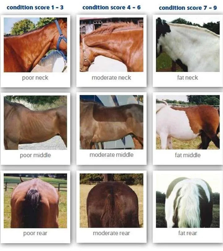Is My Horse Too Fat or Too Thin?