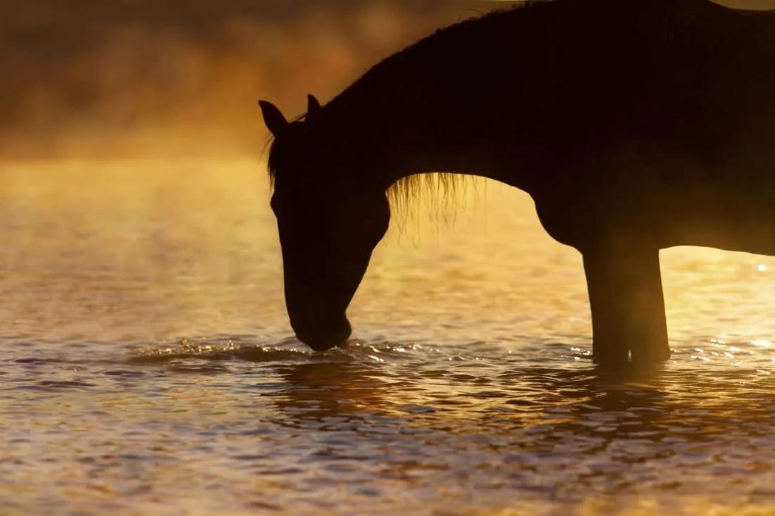 A Comprehensive Guide to Keeping Horses Happy & Well-Hydrated in Winter