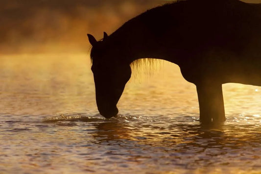 A Comprehensive Guide to Keeping Horses Happy & Well-Hydrated in Winter