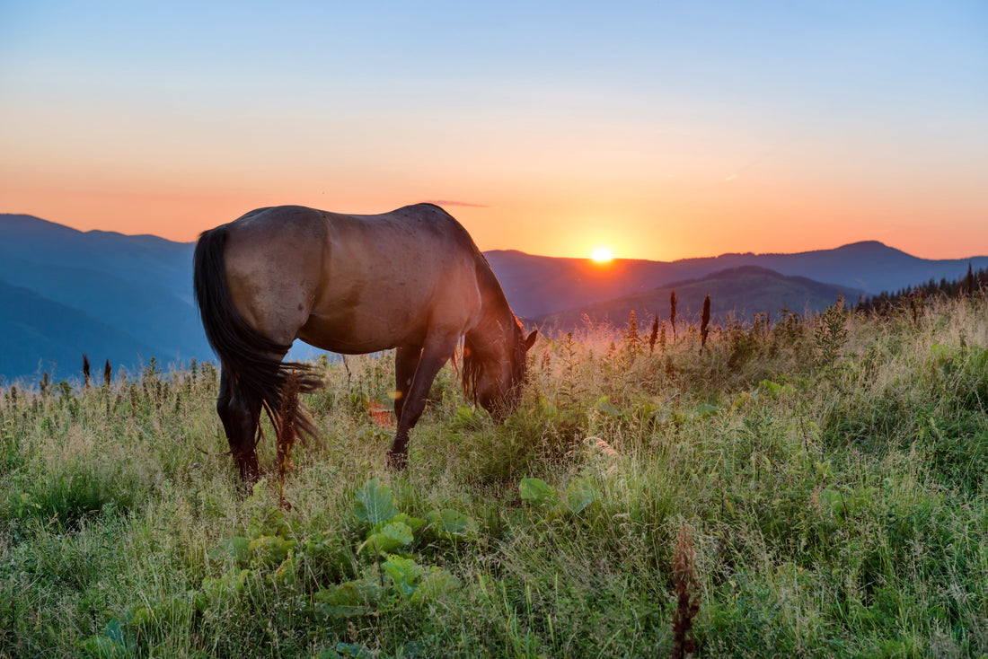 How and When to Reduce Grazing Risk on Spring Pastures