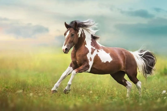 A Horse Whisperer's Guide: Decoding the Language of Equine Health