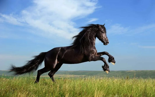 Your Comprehensive Guide for the "Skinny" on Underweight Horses