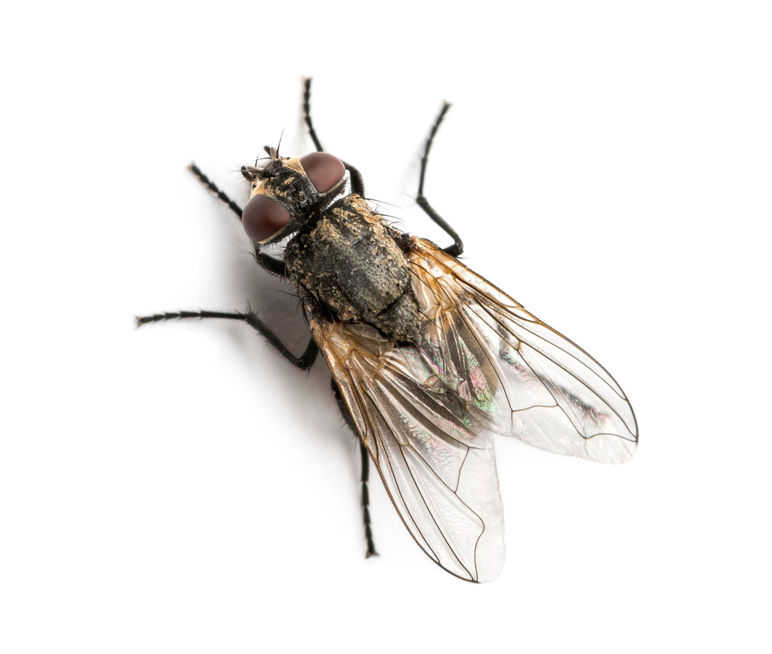 The Horse Owners Survival Guide to Fly Season