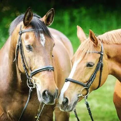 Best Bits for Young Horses in 2026