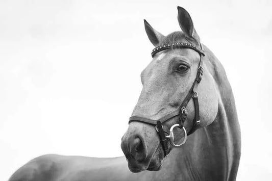 Horse Training Like a Pro: Your Perfect Guide to Horse Training Equipment