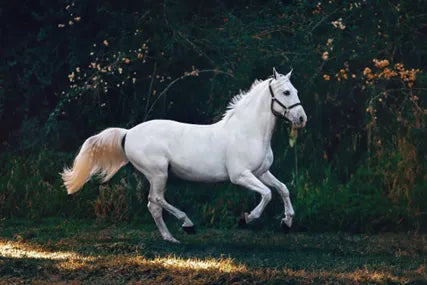 The Key Secret Ingredient for Your Horse's Joint Health: Hyaluronic Acid