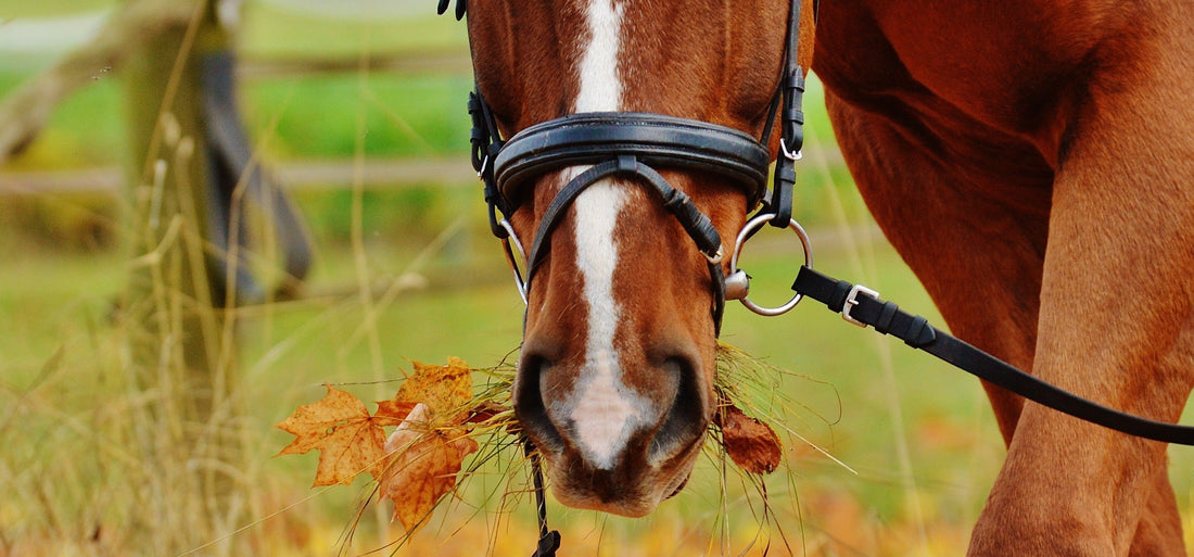 Schooling Bridles vs. Show Bridles: Why Pros Keep a "Work Bridle" — Plus Figure 8s, Flashes, and Rotating Bits