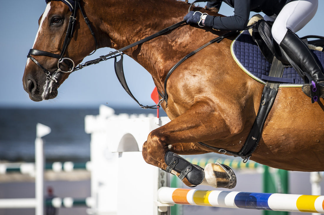 Keeping Competition Horses Hydrated