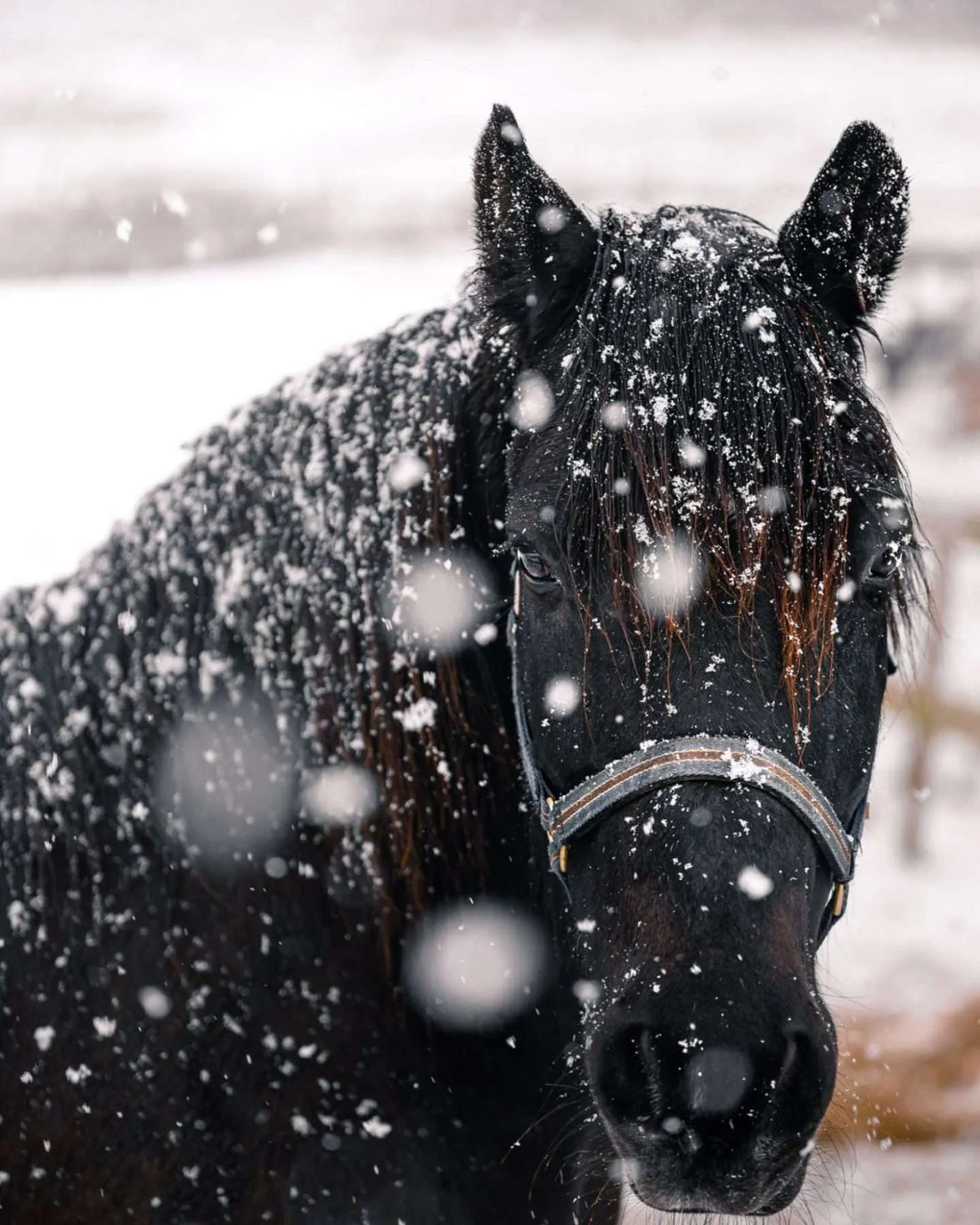 How to Groom Your Horse in the Winter + 7 Top Tips!