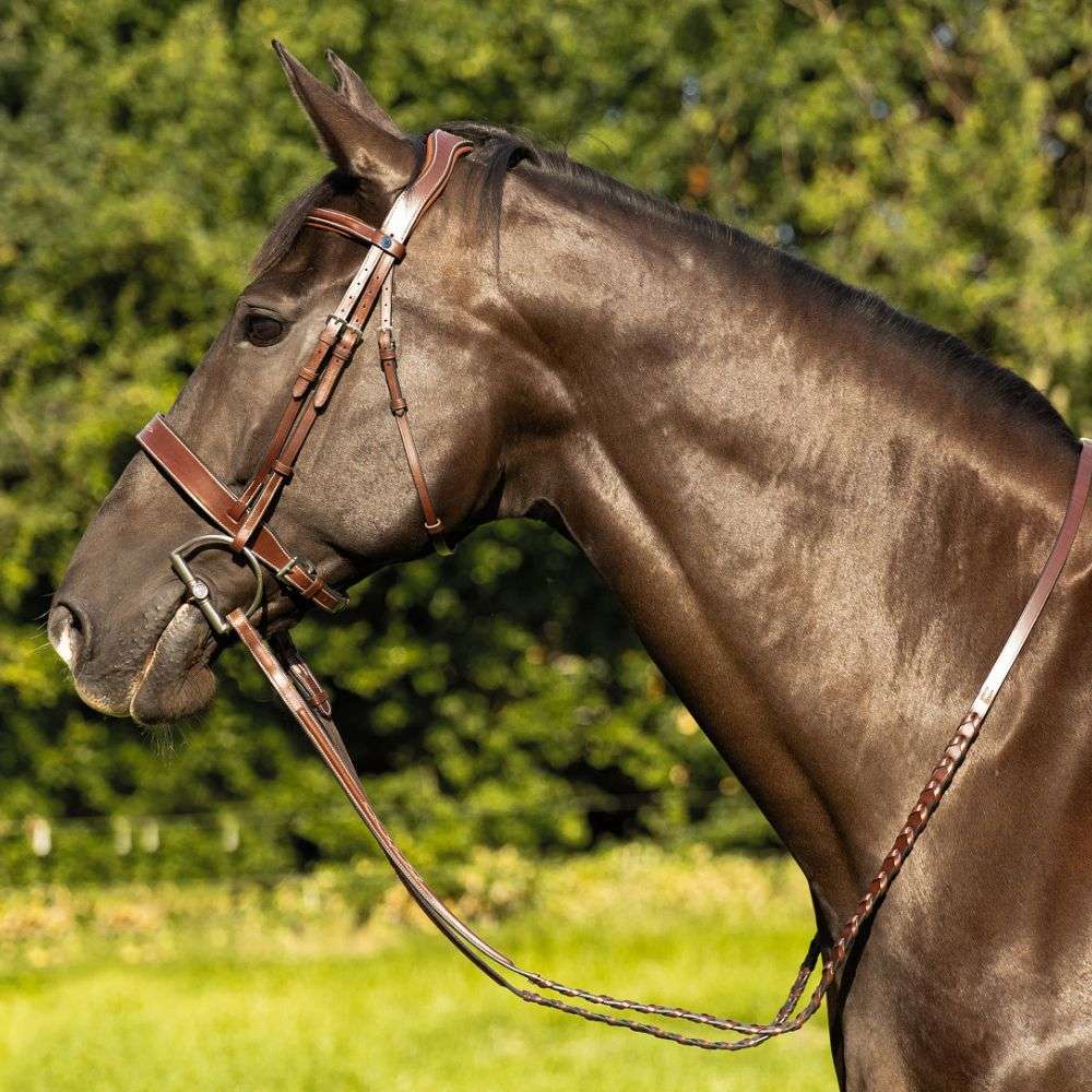 trust copenhagen field hunter bridle horse