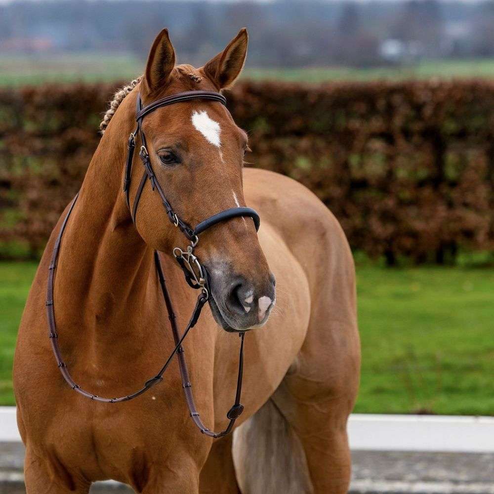 trust hickstead hackamore bridle brown