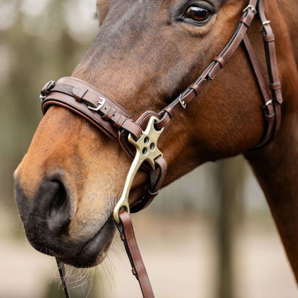 trust sopot hackamore bridle on horse