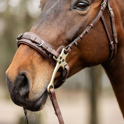 trust sopot hackamore bridle on horse