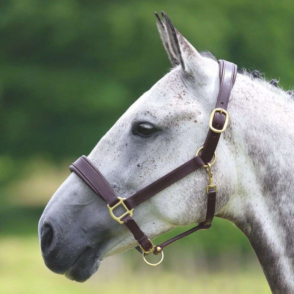 velociti gara padded leather halter grey horse