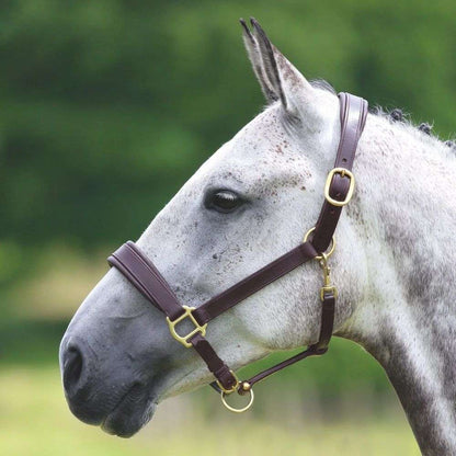velociti gara padded leather halter grey horse