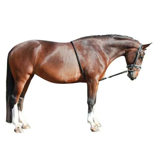 qhp deluxe european lunging rope