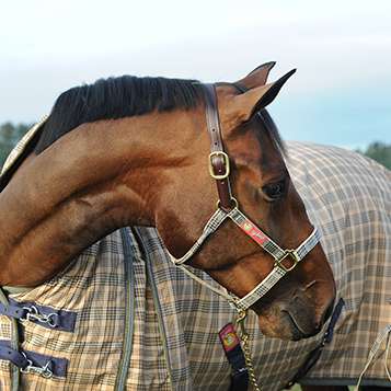 Brown horse wearing a 5/A Baker Plaid breakaway halter and blanket. 