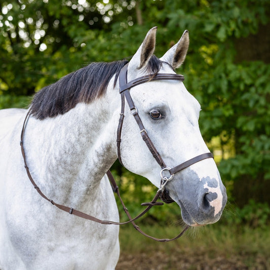 grey horse with brown side pull bridle and matching reins with a forest background
